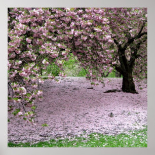 cherry blossom spring poster FROM 8.99