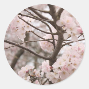 Cherry Blossom Stickers