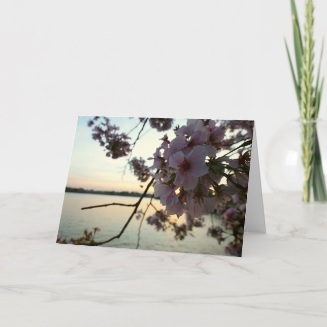Cherry Blossom Sunset in Washington DC Card (Front)