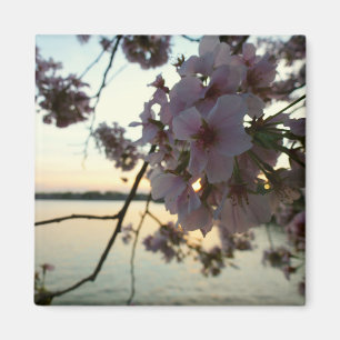 Cherry Blossom Sunset in Washington DC Magnet