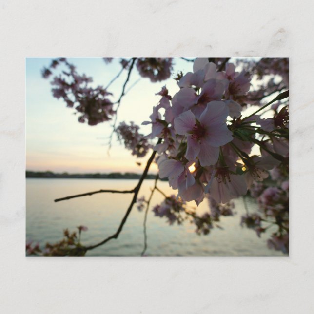 Cherry Blossom Sunset in Washington DC Postcard (Front)