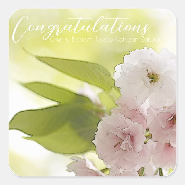 Cherry Blossom "Takato Kohigan-Zakura" Square Seal (Front)