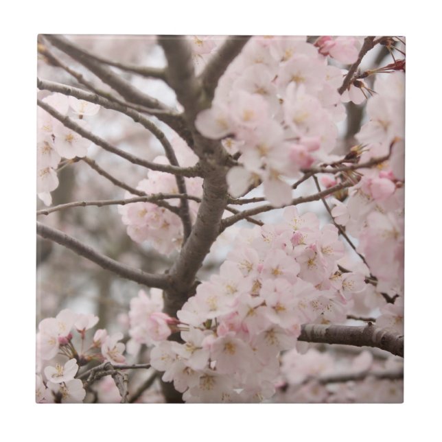 Cherry Blossom Tile (Front)