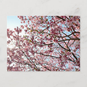 Cherry Blossom: Tokyo, Japan Postcard