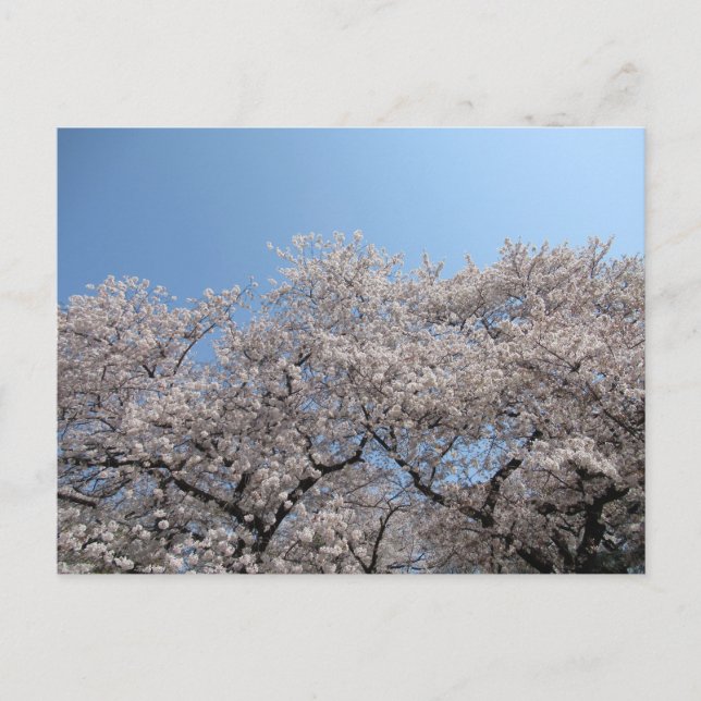 Cherry Blossom: Tokyo, Japan Postcard (Front)