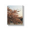 Cherry Blossom Tree Canvas