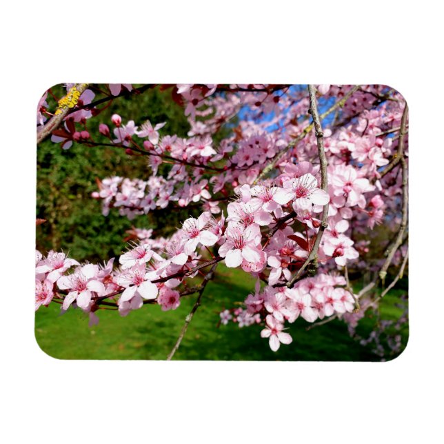 Cherry Blossom Tree in the Park Magnet (Horizontal)