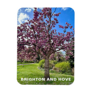 Cherry Blossom Tree Park in Brighton Spring time Magnet