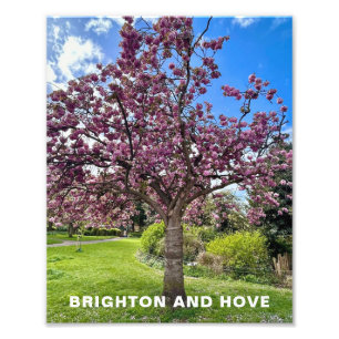 Cherry Blossom Tree Park in Brighton Spring time Photo Print