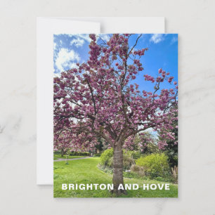 Cherry Blossom Tree Park in Brighton Spring time Postcard