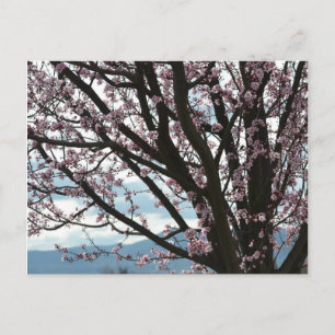 Cherry Blossom Tree Postcard