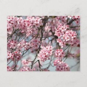 Cherry Blossom Tree Postcard
