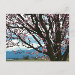 Cherry Blossom Tree Postcard