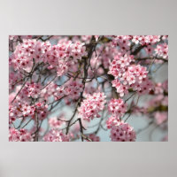 Cherry Blossom Tree