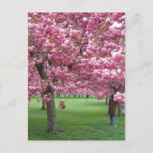 Cherry blossom trees postcard