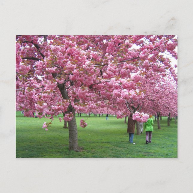 Cherry blossom trees postcard (Front)