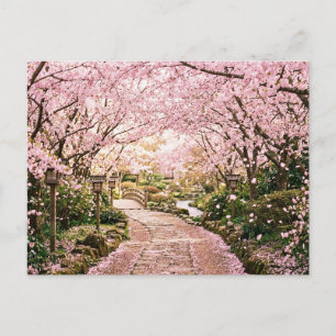Cherry Blossom Trees Postcard