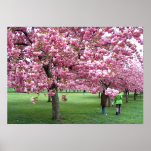Cherry blossom trees poster