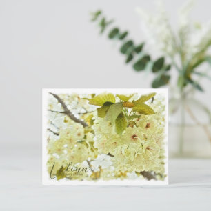 Cherry Blossom "Ukonn" ポストカード Postcard