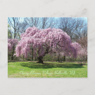 Cherry Blossom Village 03 Postcard
