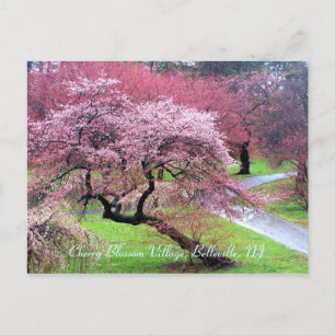 Cherry Blossom Village 05 Postcard