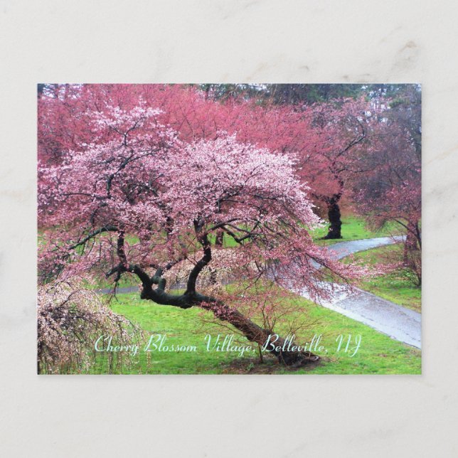 Cherry Blossom Village 05 Postcard (Front)