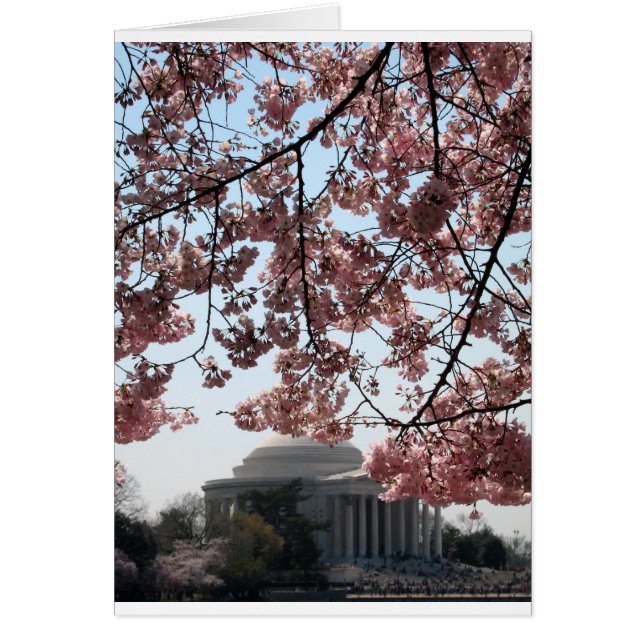 Cherry Blossom Washington DC (Front)
