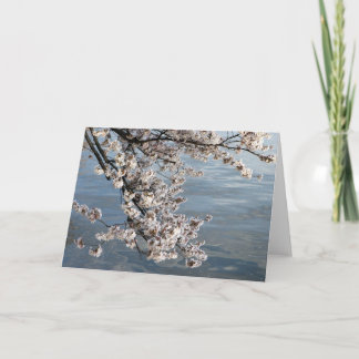 cherry blossom Washington DC Card