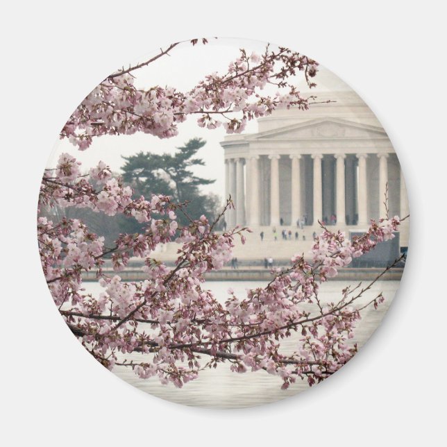Cherry Blossom Washington DC Magnet (Front)