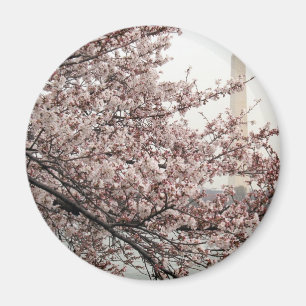 Cherry Blossom Washington DC Magnet