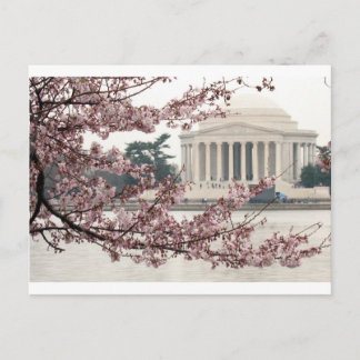 Cherry Blossom Washington DC Postcard