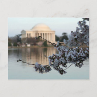Cherry Blossom Washington DC Postcard