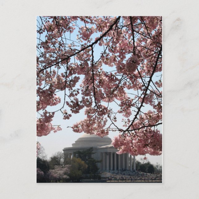 Cherry Blossom Washington DC Postcard (Front)