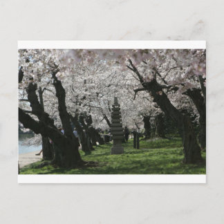 Cherry Blossom Washington DC Postcard