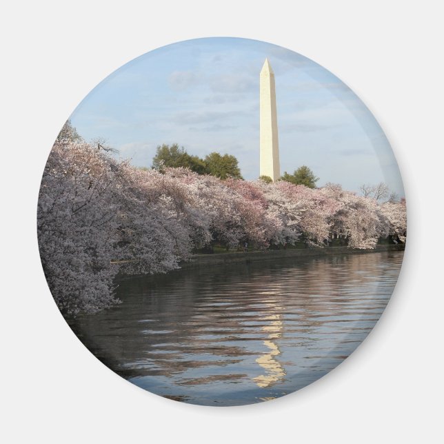Cherry Blossom Washington monument Magnet (Front)