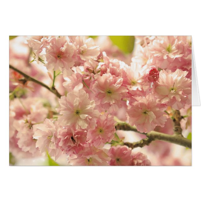 Cherry Blossoms (Front Horizontal)