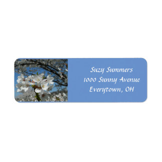 Cherry Blossoms