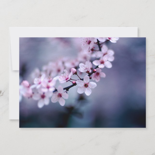 Cherry Blossoms (Front)