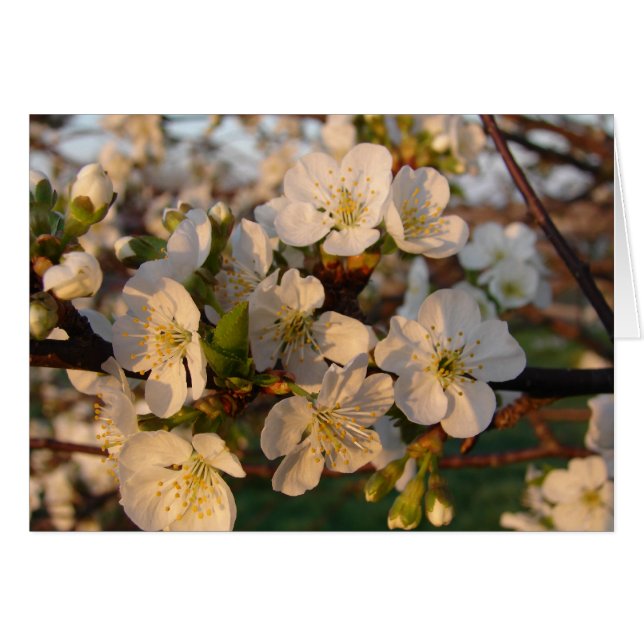Cherry Blossoms (Front Horizontal)