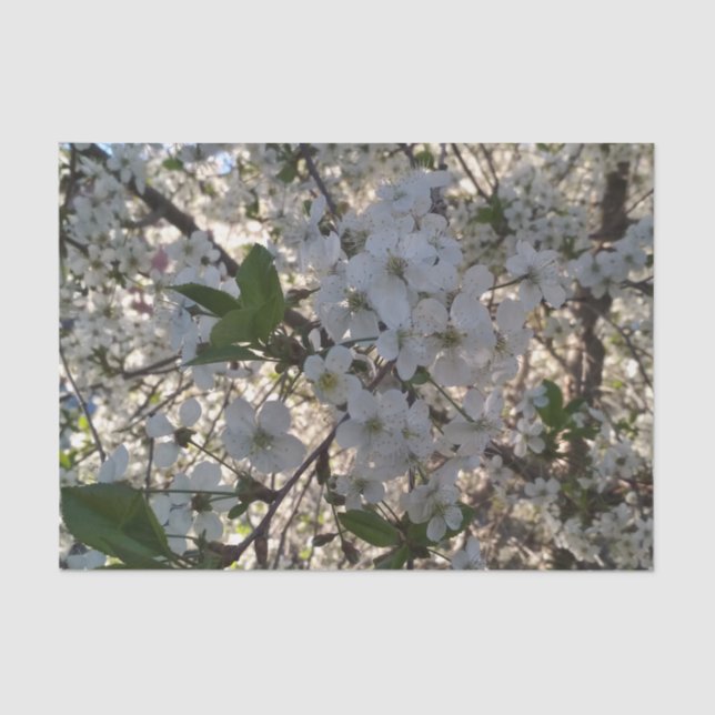 Cherry blossoms 10lb Tissue Paper, White Tissue Paper (Front)