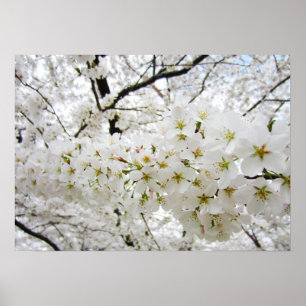 Cherry Blossoms 12 Poster