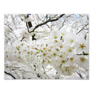 Cherry Blossoms 12 Print