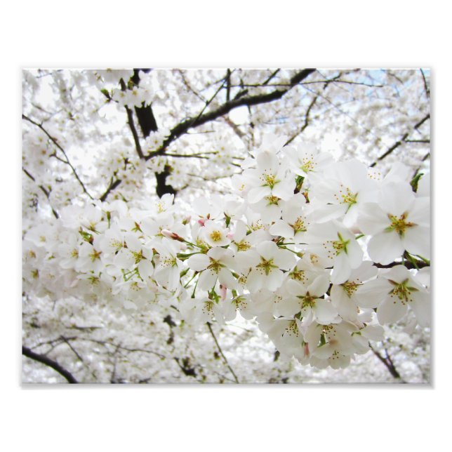 Cherry Blossoms 12 Print (Front)