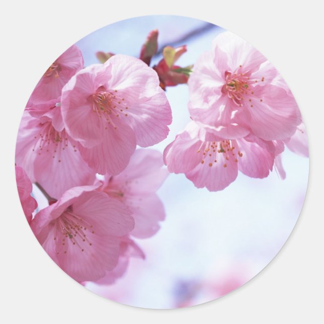 Cherry Blossoms #1 Stickers (Front)