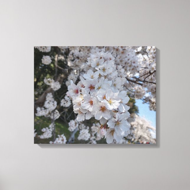 CHERRY BLOSSOMS #2 ON CANVAS     20 "x 16" Print (Front)