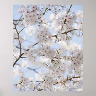 Cherry blossoms 2 poster