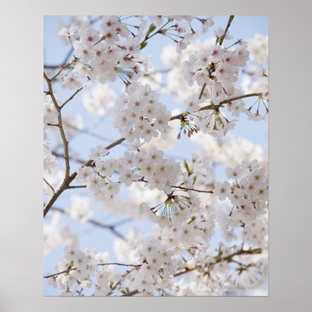 Cherry blossoms 2 poster (Front)