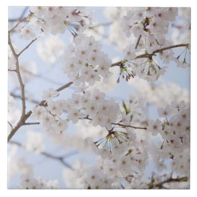 Cherry blossoms 2 tile (Front)
