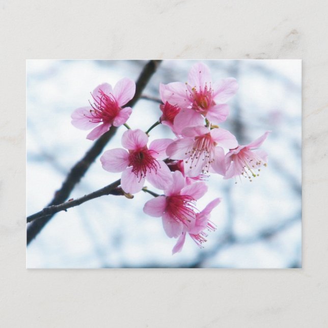 Cherry Blossoms - A Postcard (Front)