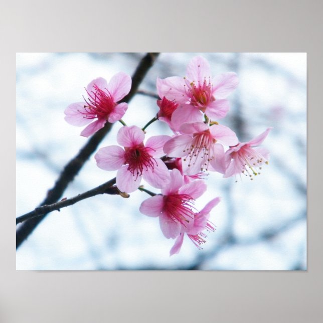 Cherry Blossoms - A Poster (Front)